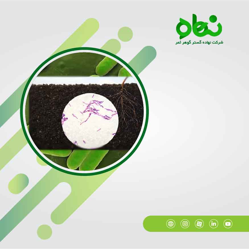 Benefits of several beneficial bacteria